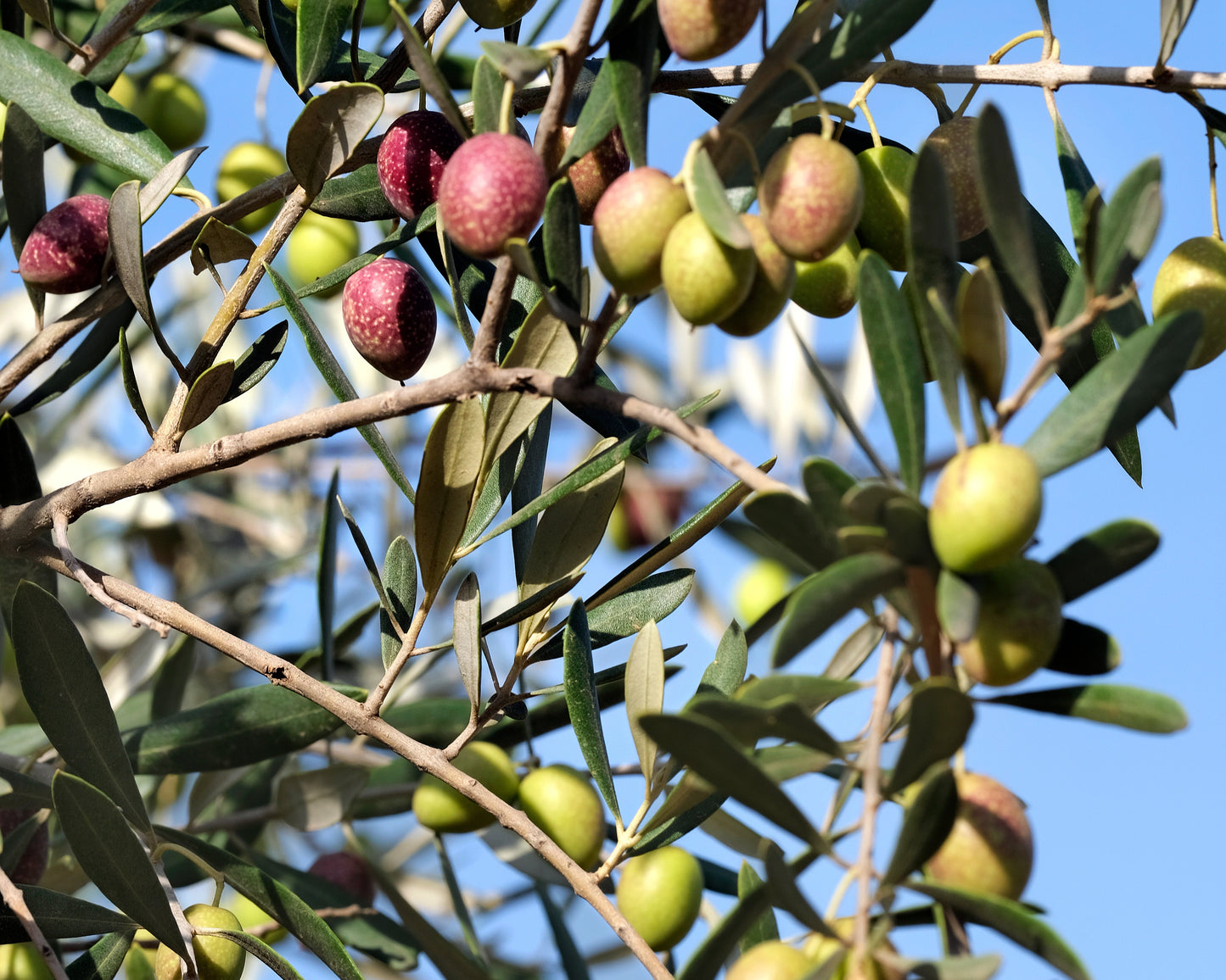 Olive tree with green and purple olives against a blue sky